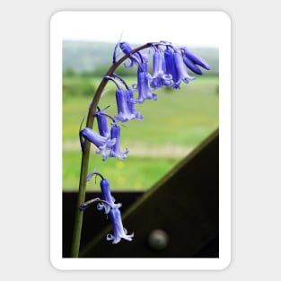 English Bluebells - Hyacinthoides non-scripta Sticker